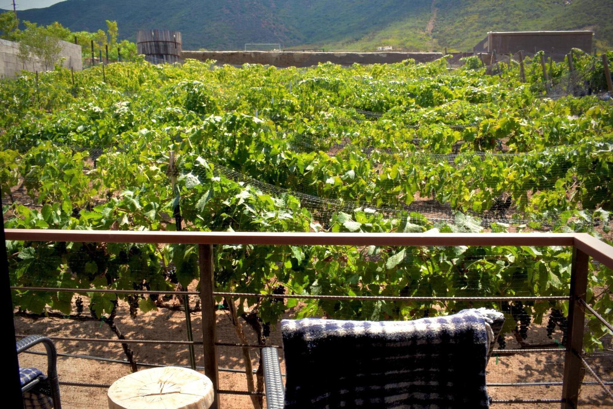 Bed and Breakfast UvaUva eco-retreat Valle de Guadalupe Esterno foto