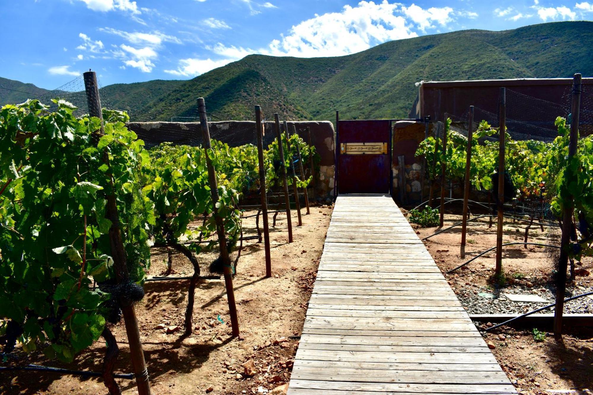 Bed and Breakfast UvaUva eco-retreat Valle de Guadalupe Esterno foto